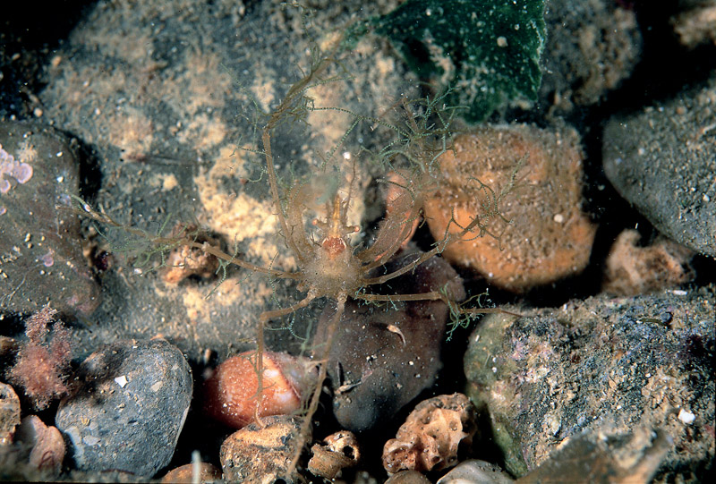 Macropodia rostrata